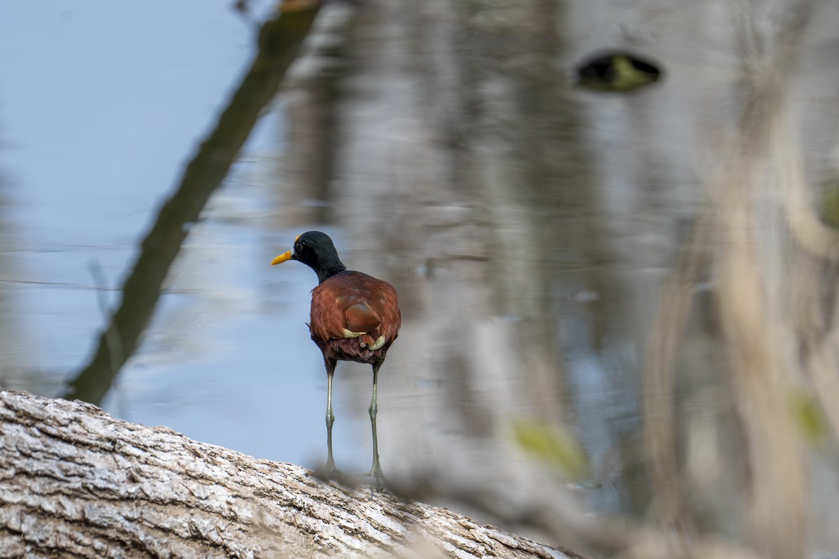 Northern Jacana - ML642356494