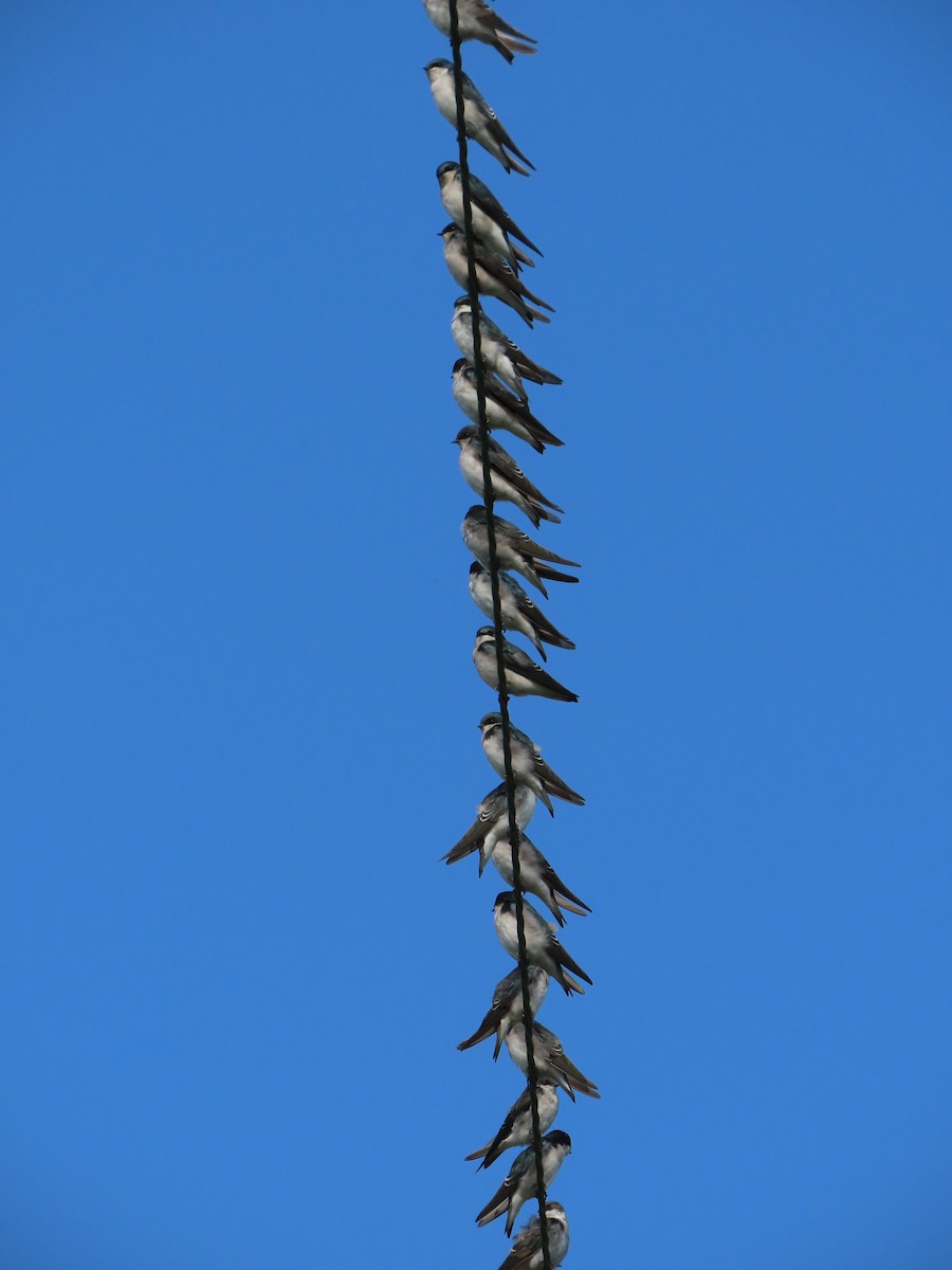 Tree Swallow - ML642356511