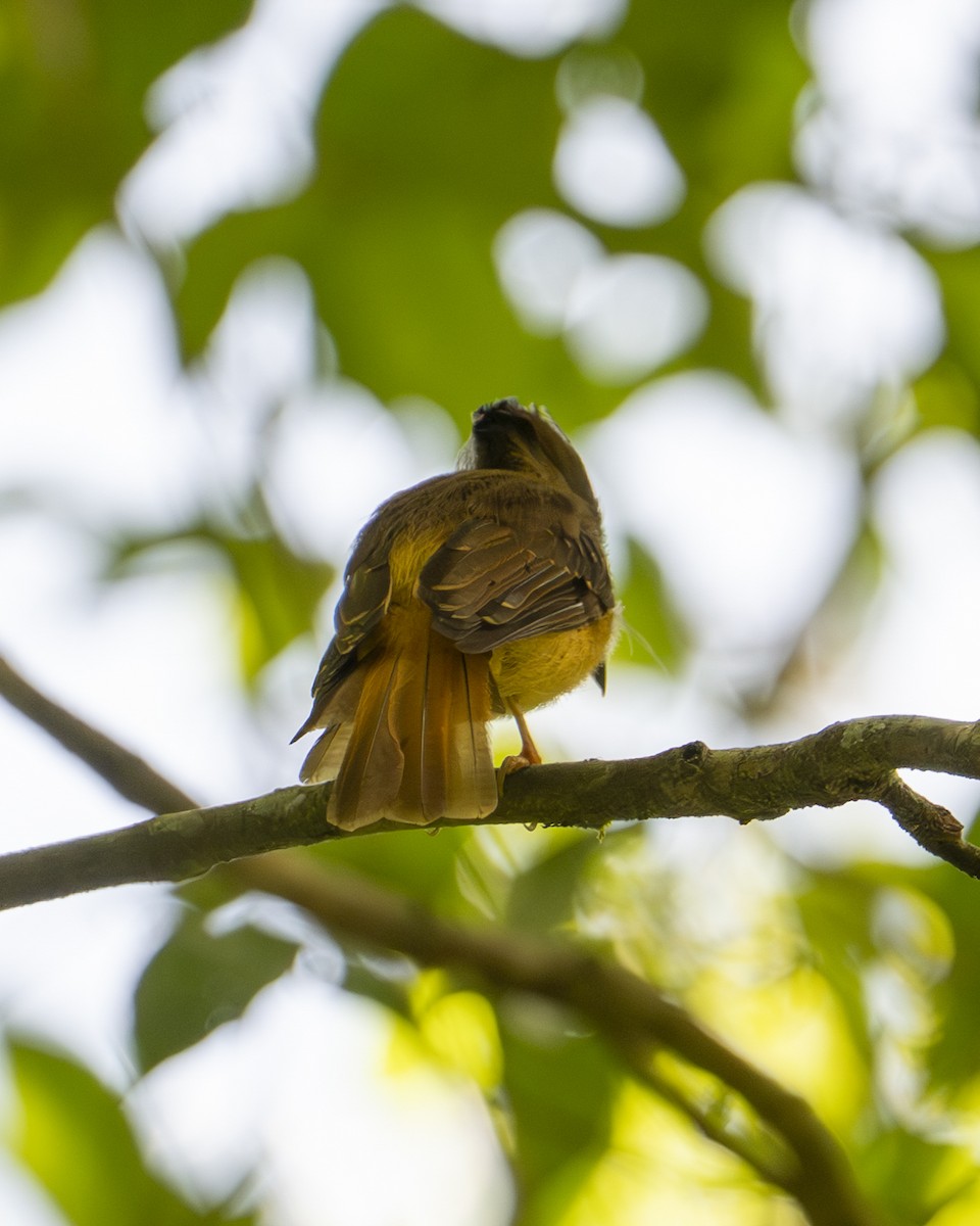 Tropical Royal Flycatcher (Northern) - ML642356538
