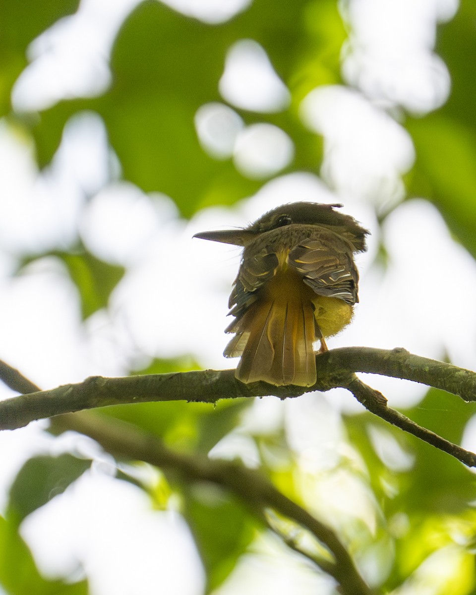 Tropical Royal Flycatcher (Northern) - ML642356539