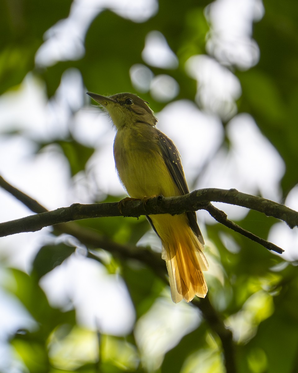 Tropical Royal Flycatcher (Northern) - ML642356540