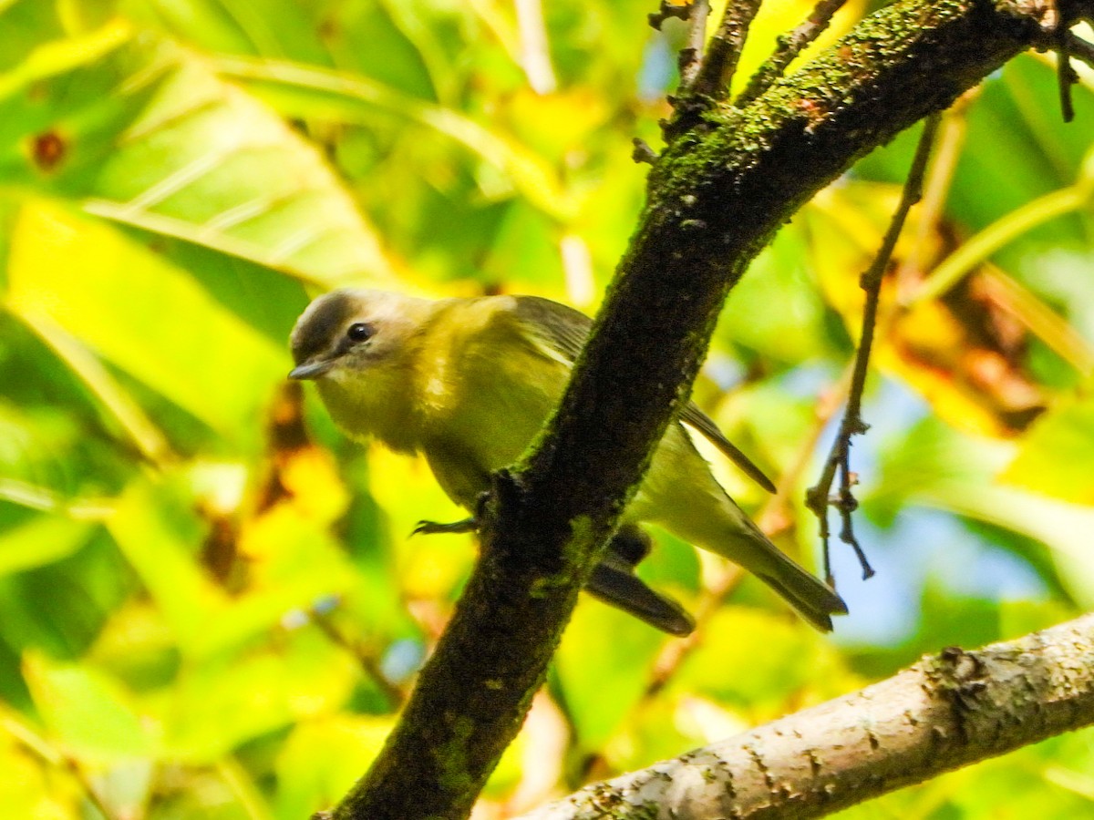 Philadelphia Vireo - ML642356550