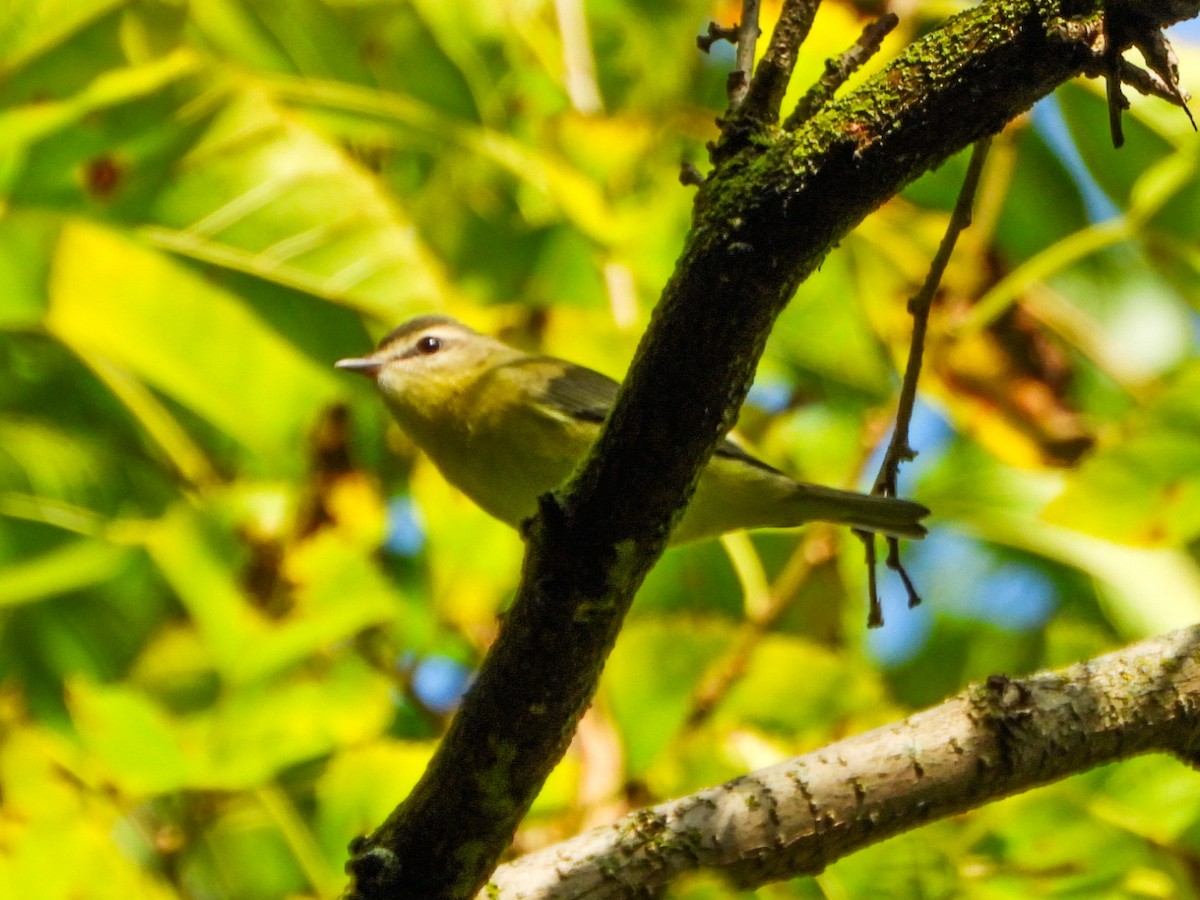 Philadelphia Vireo - ML642356551
