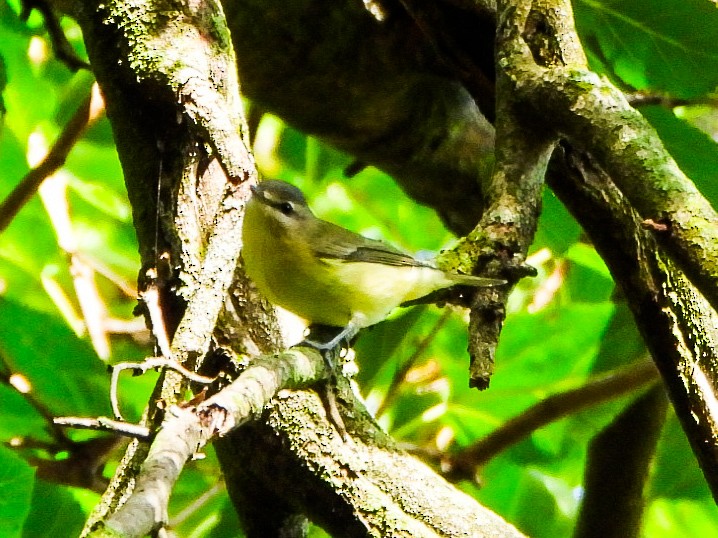 Philadelphia Vireo - ML642356552