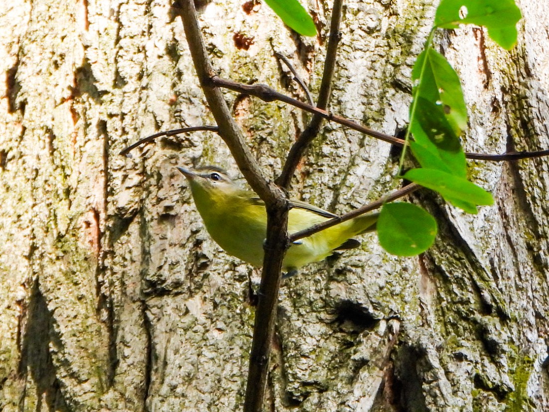 Philadelphia Vireo - ML642356553