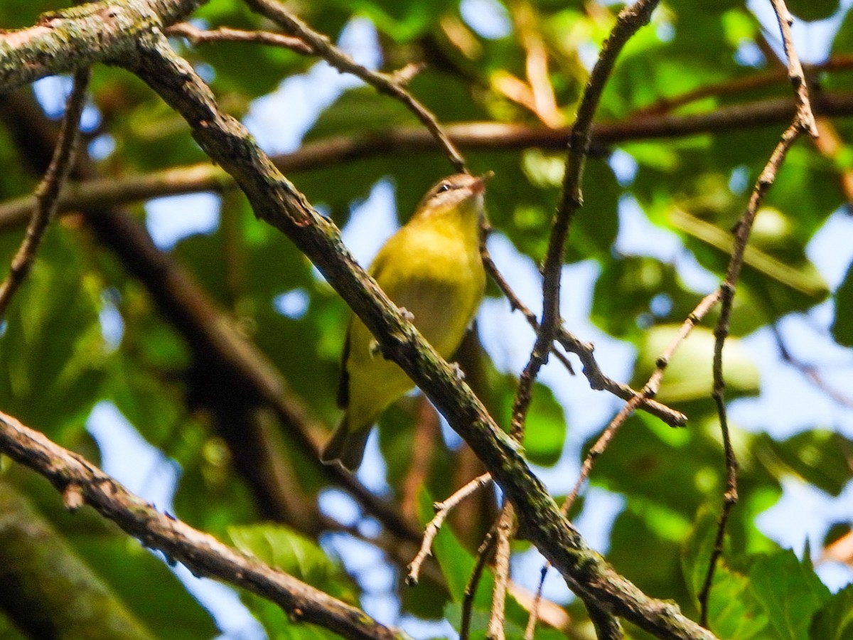 Philadelphia Vireo - ML642356554