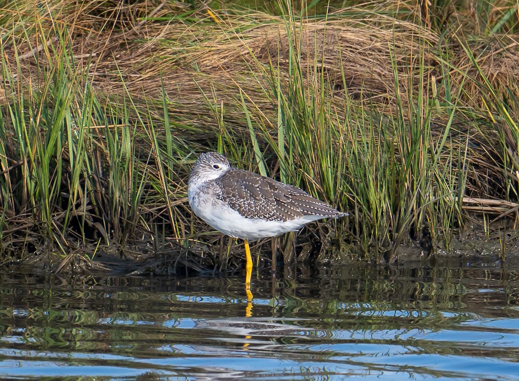 Greater Yellowlegs - ML642356555