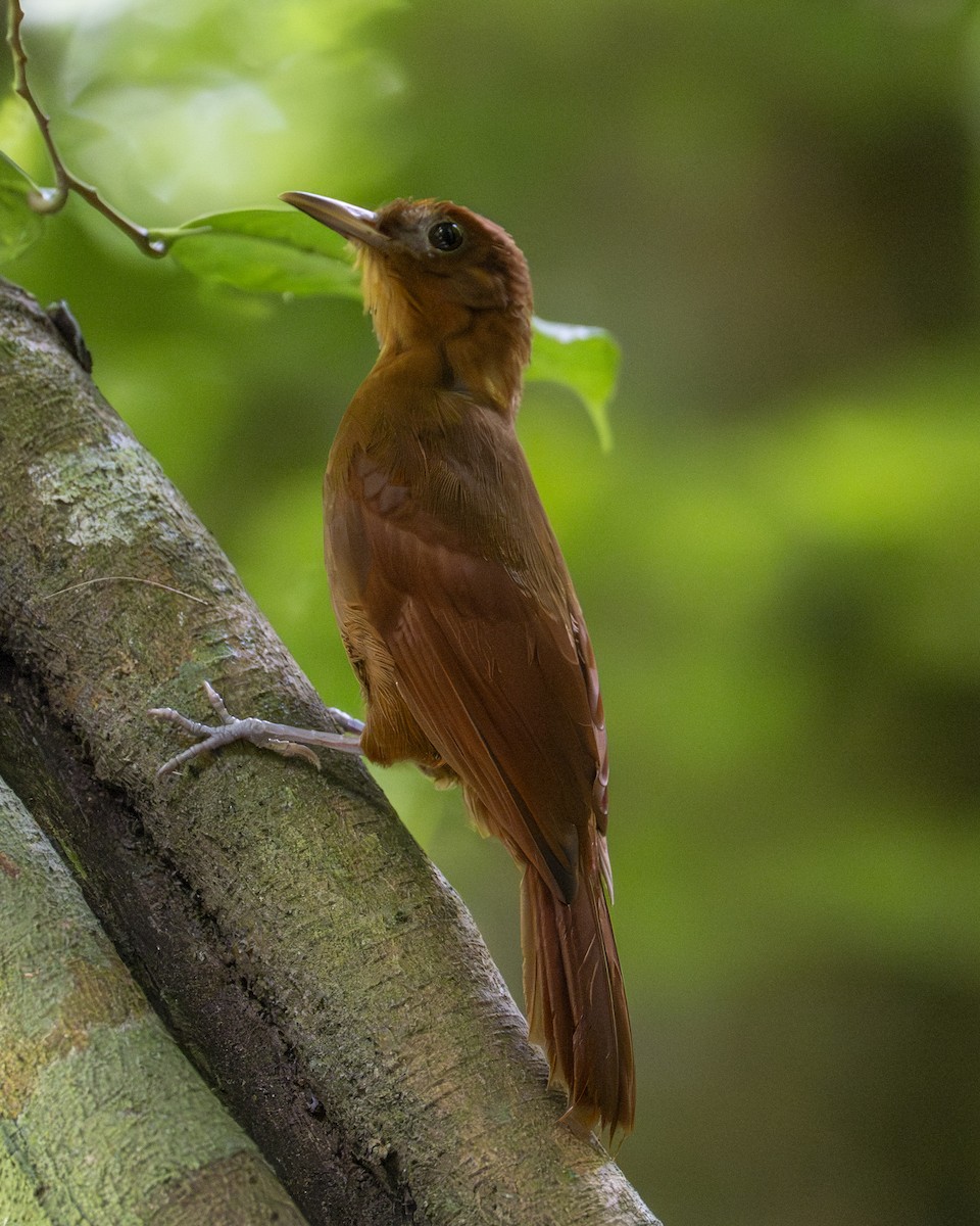 Ruddy Woodcreeper - ML642356557