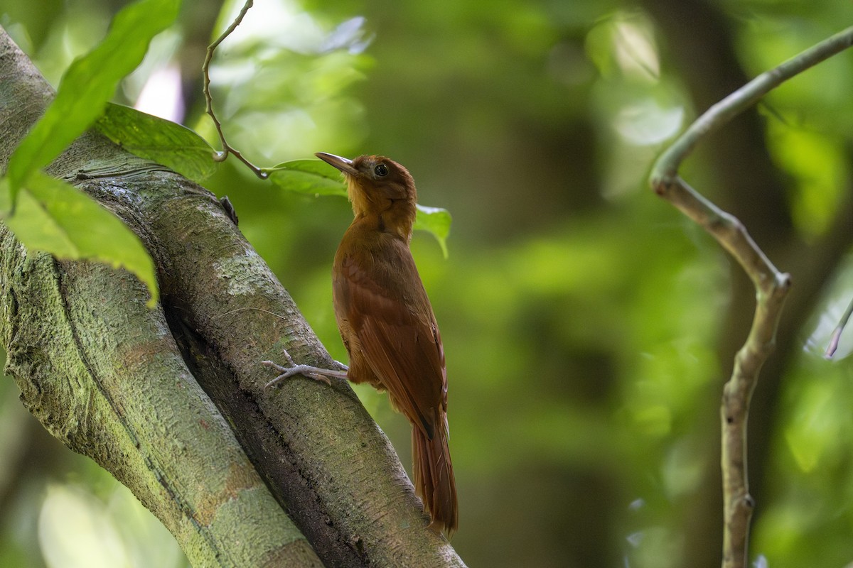 Ruddy Woodcreeper - ML642356558