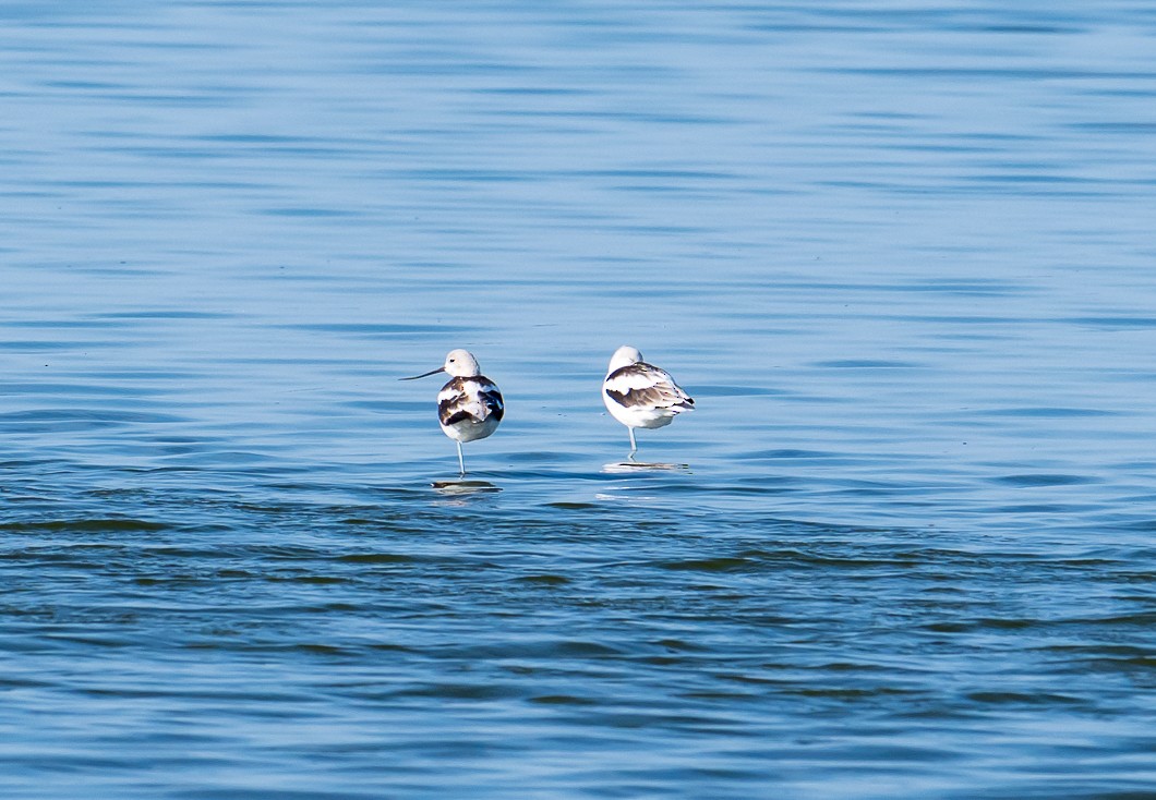 American Avocet - ML642356579