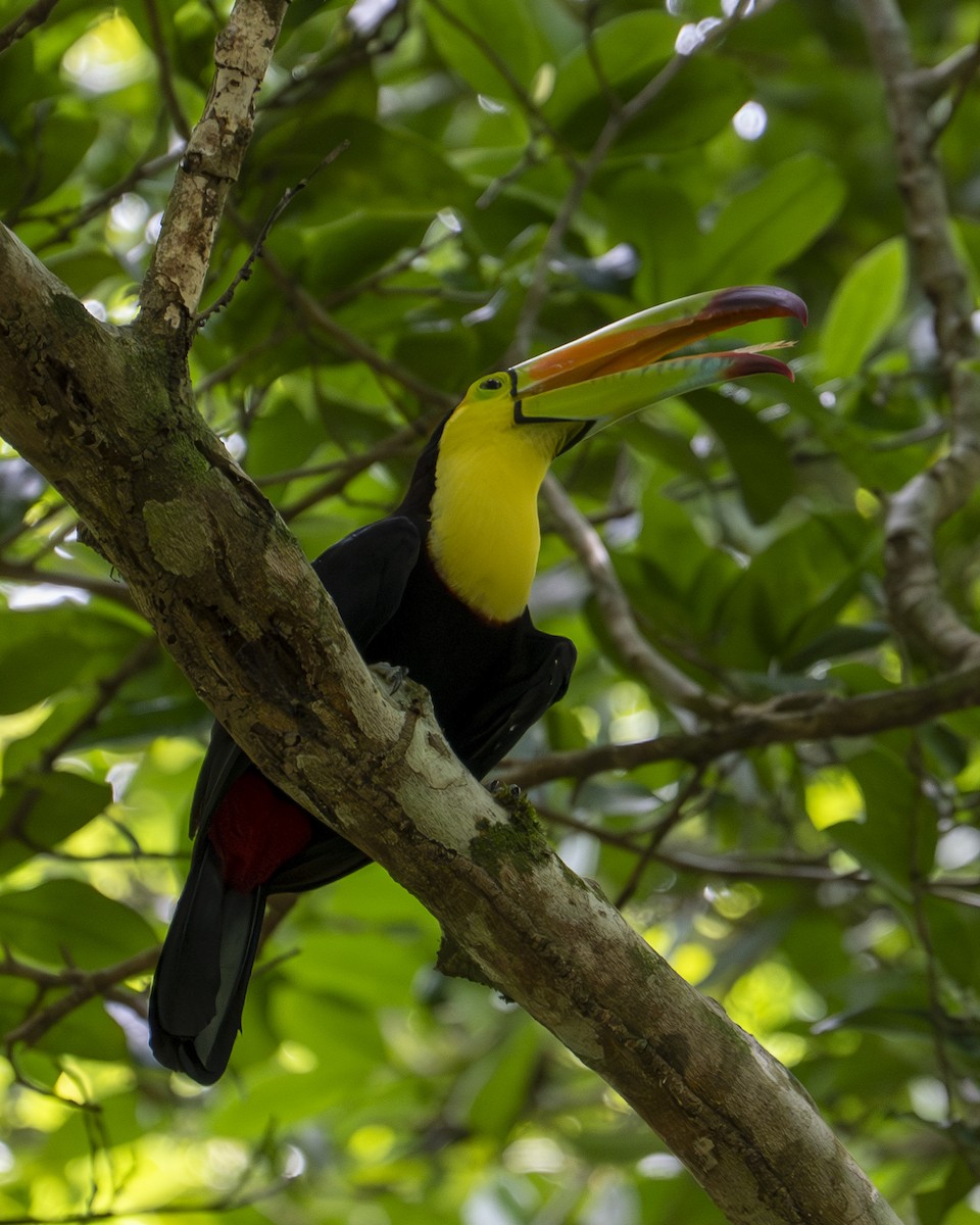 Keel-billed Toucan - ML642356596