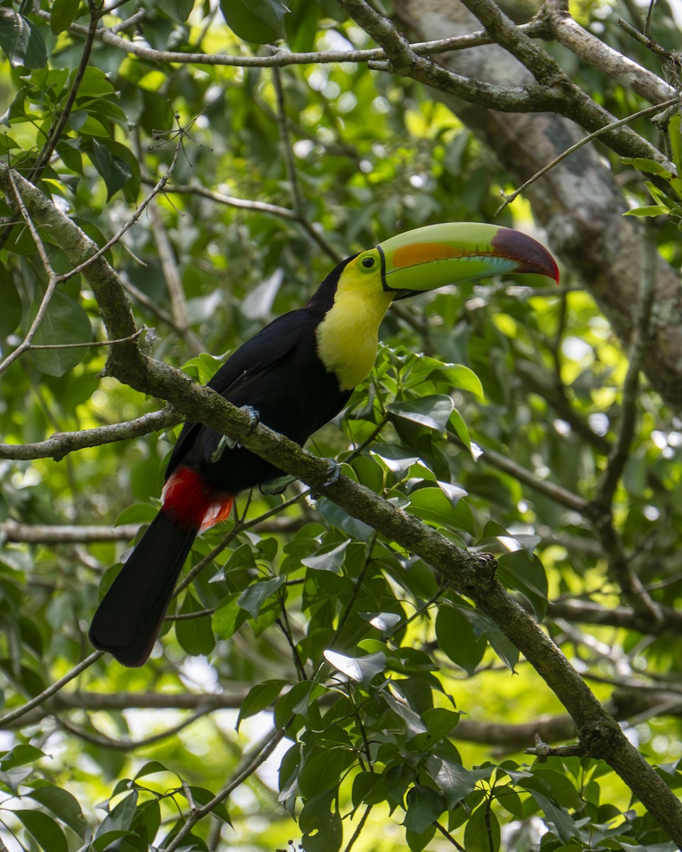 Keel-billed Toucan - ML642356597