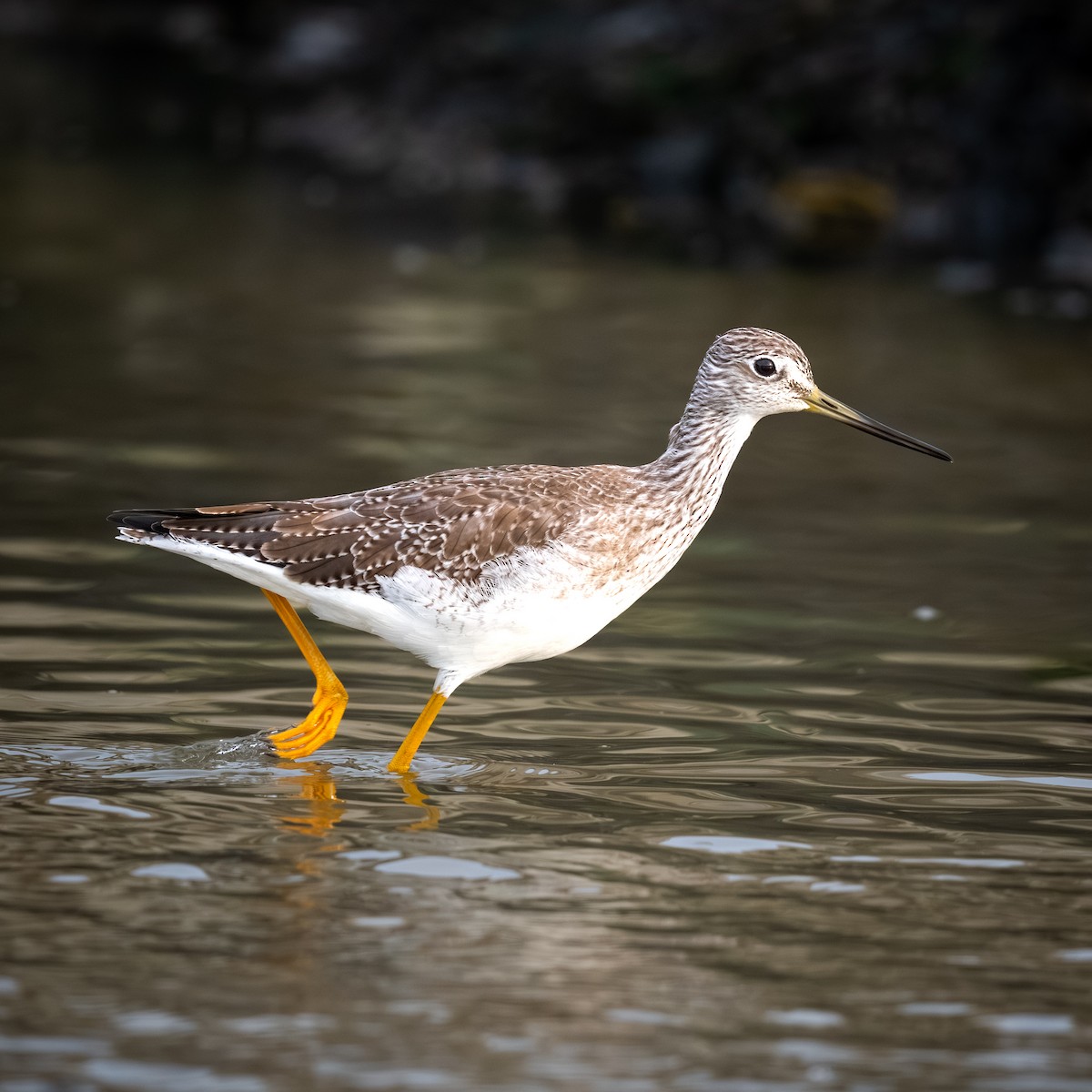 Greater Yellowlegs - ML642356600