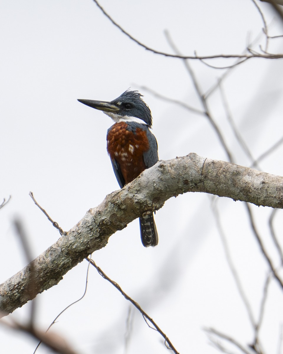 Ringed Kingfisher - ML642356634