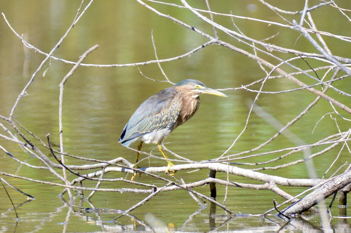 Green Heron - ML642356635