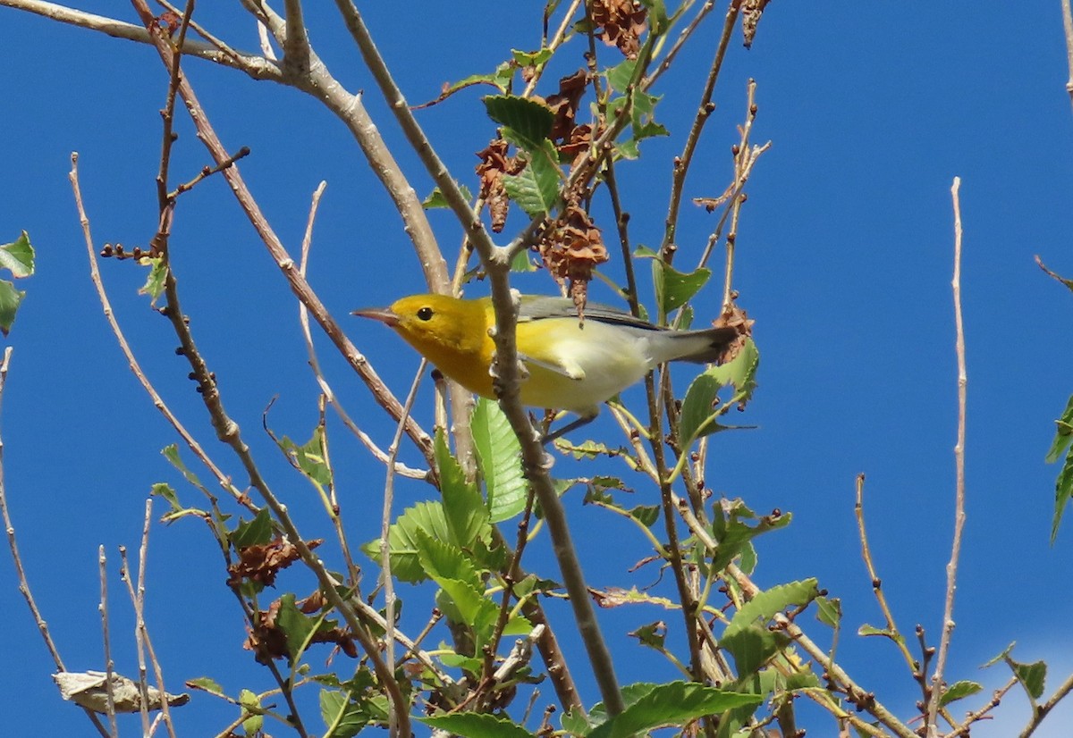 eBird Checklist - 23 Sep 2025 - Rio Grande Valley SP--Shining River ...