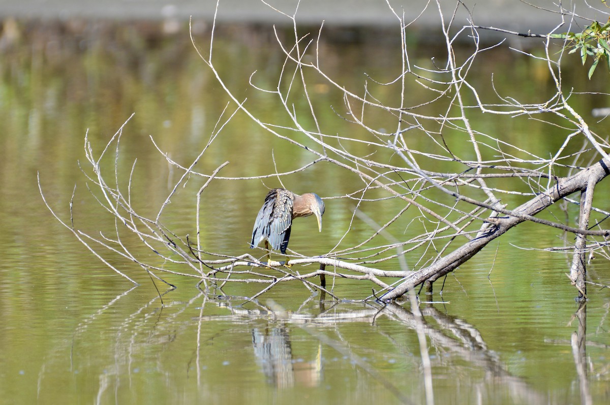 Green Heron - ML642356650