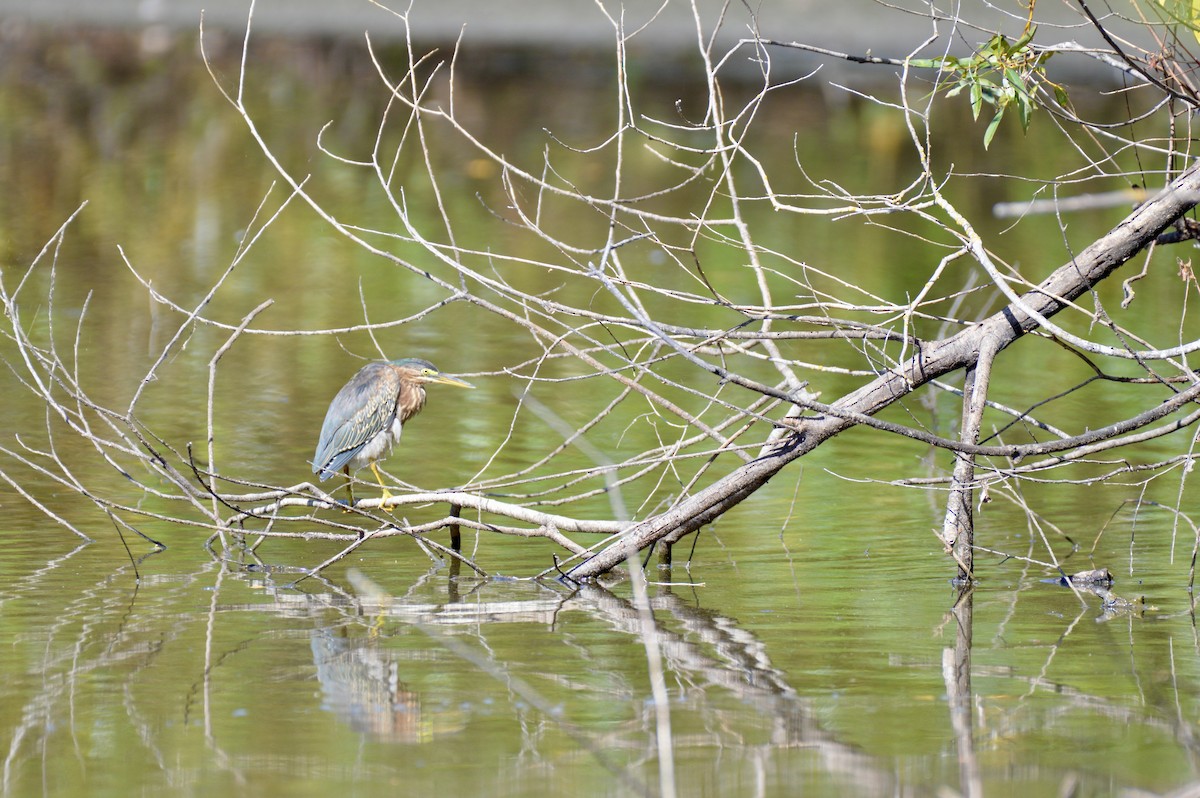 Green Heron - ML642356655