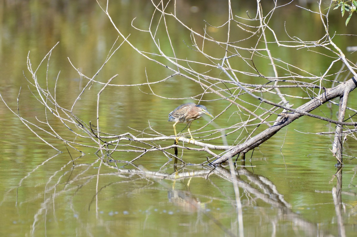 Green Heron - ML642356657