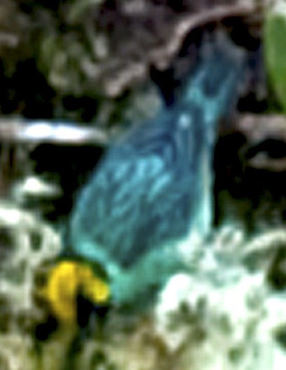 Saffron-crowned Tanager - ML642356660