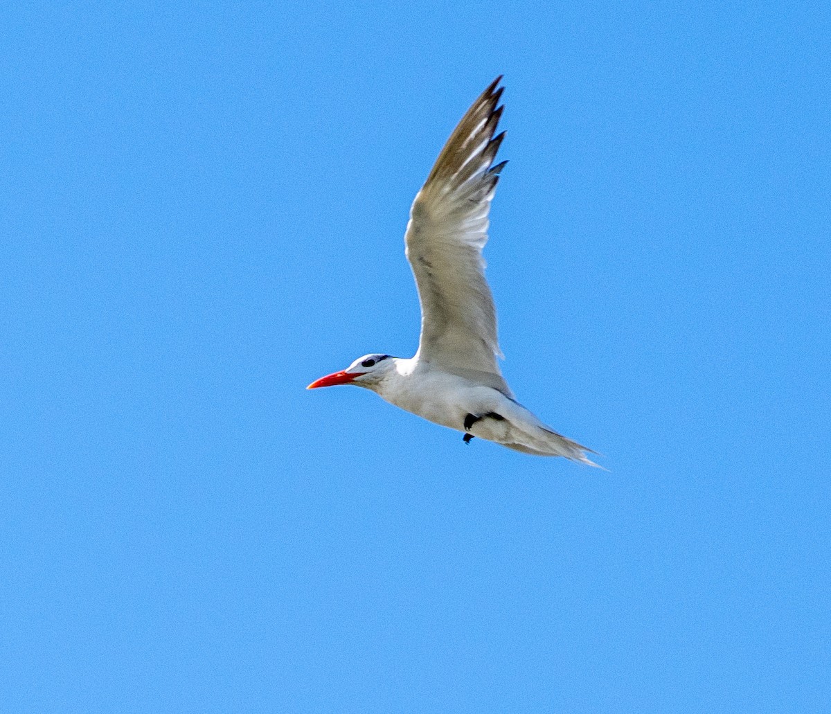 Royal Tern - ML642356679