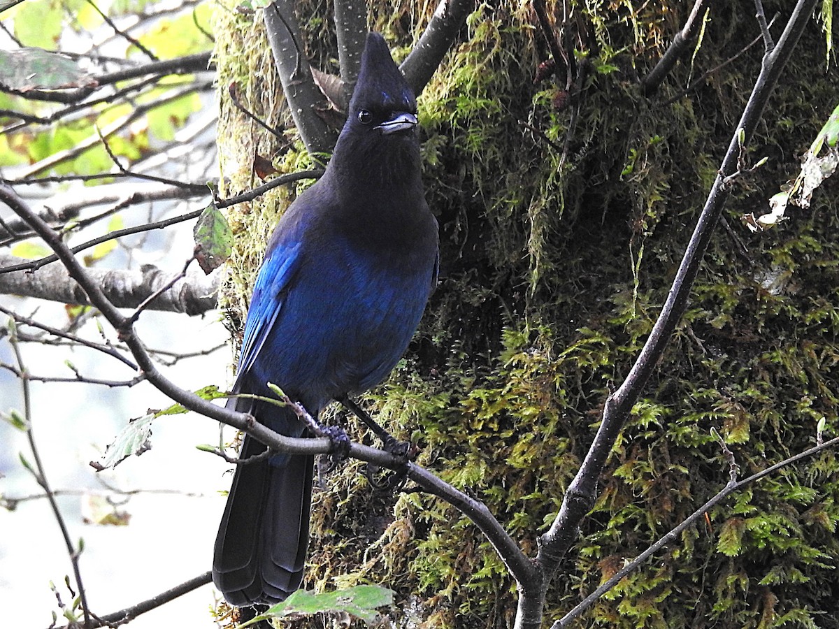 Steller's Jay - ML642356681