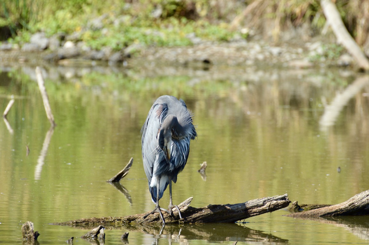 Great Blue Heron - ML642356685