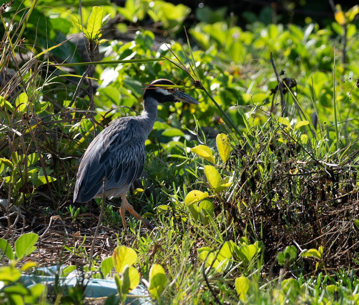 Yellow-crowned Night Heron - ML642356687