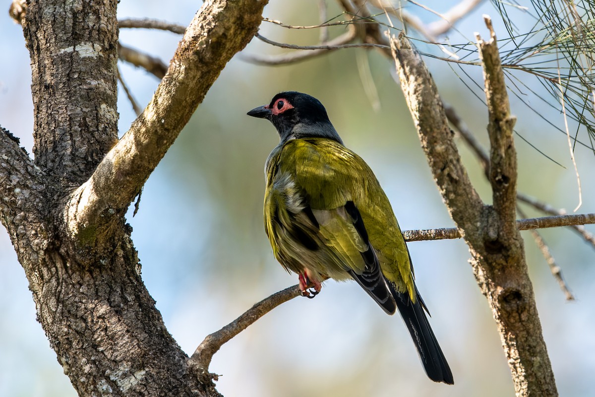 Australasian Figbird (vieilloti) - ML642356688