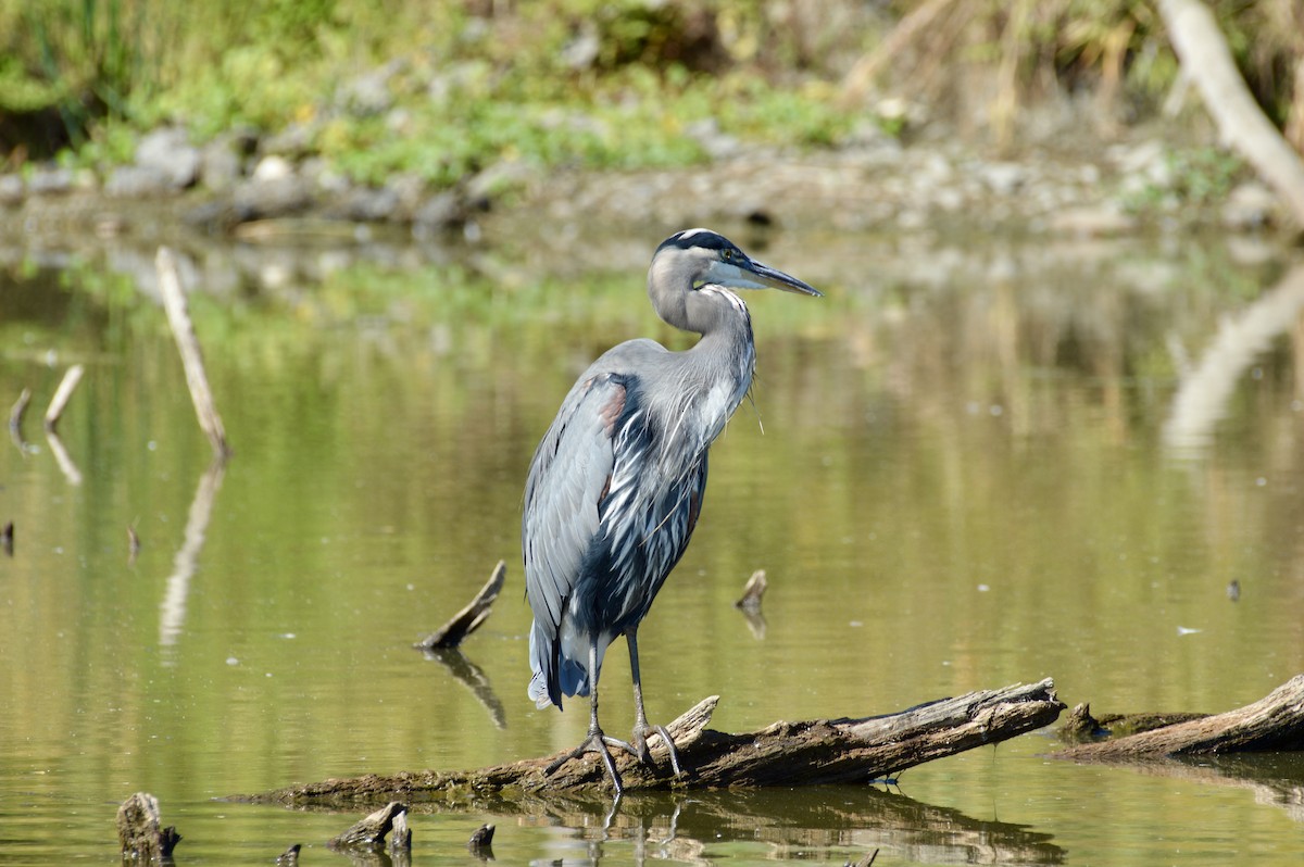 Great Blue Heron - ML642356691