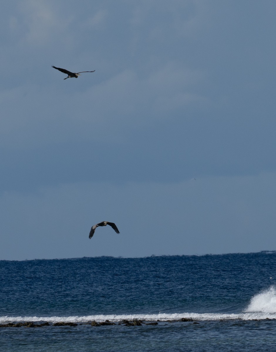 Great Blue Heron - ML642356694