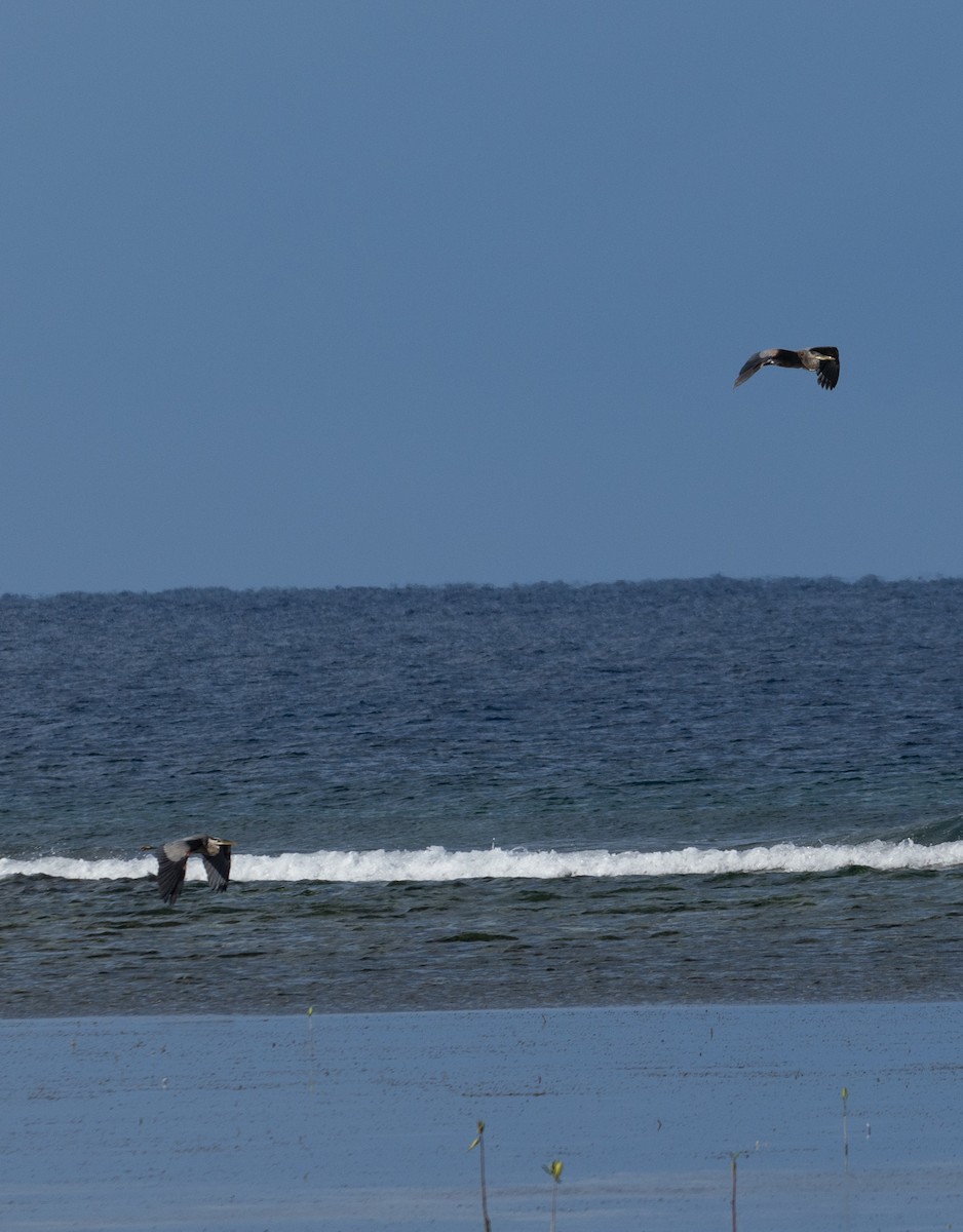 Great Blue Heron - ML642356695