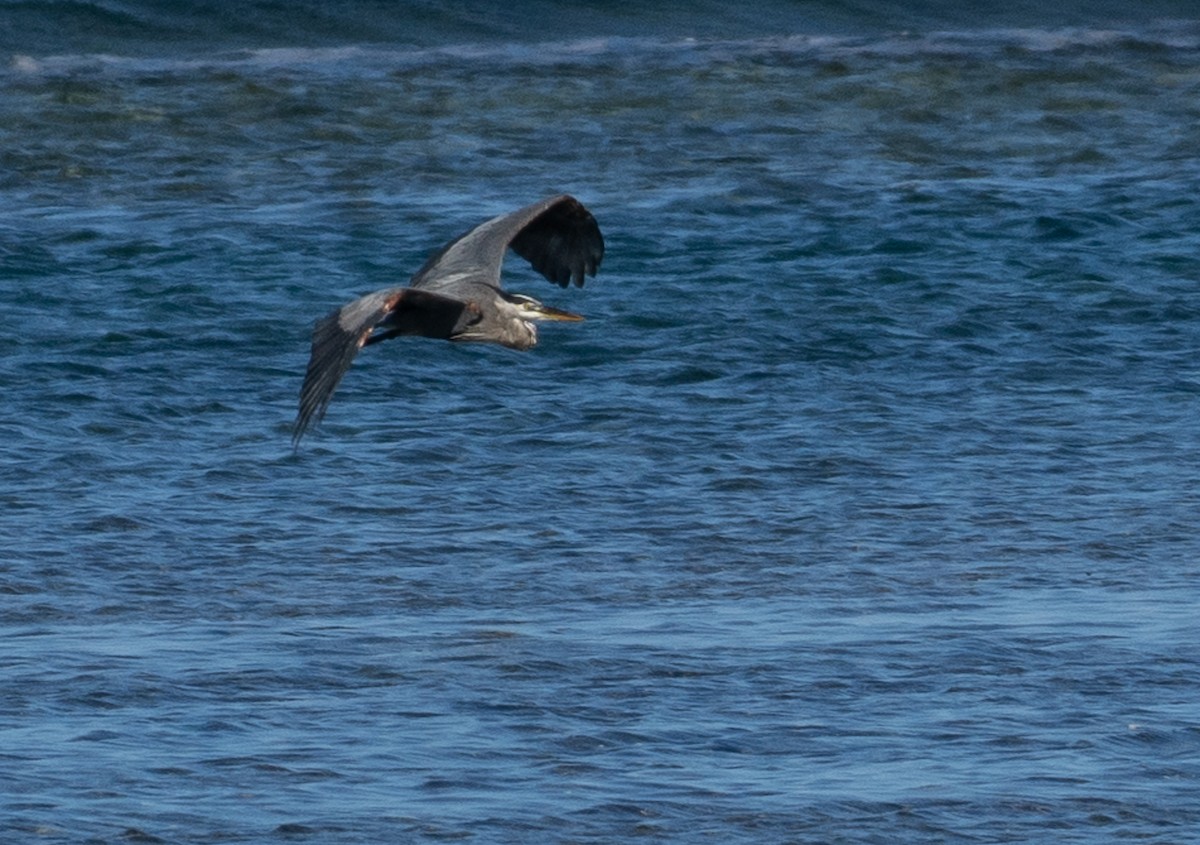 Great Blue Heron - ML642356707