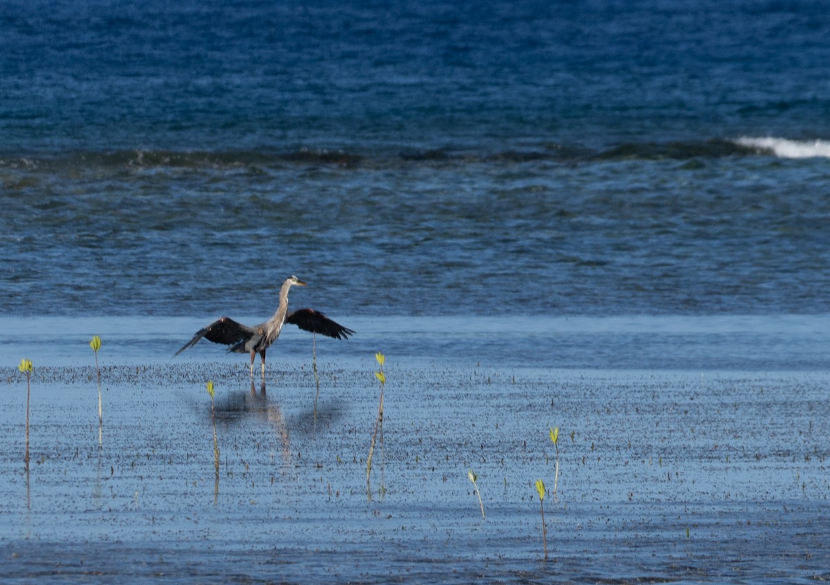 Great Blue Heron - ML642356710