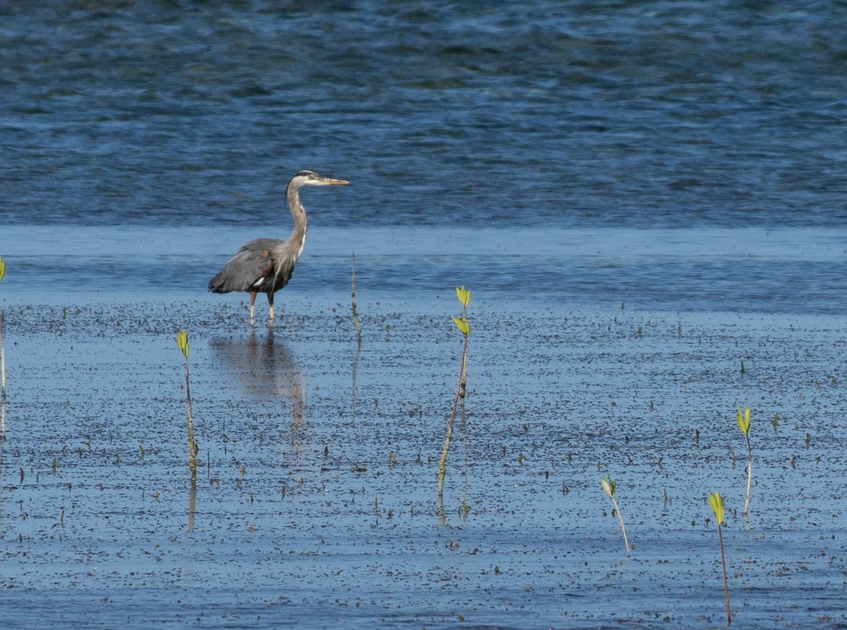 Great Blue Heron - ML642356712