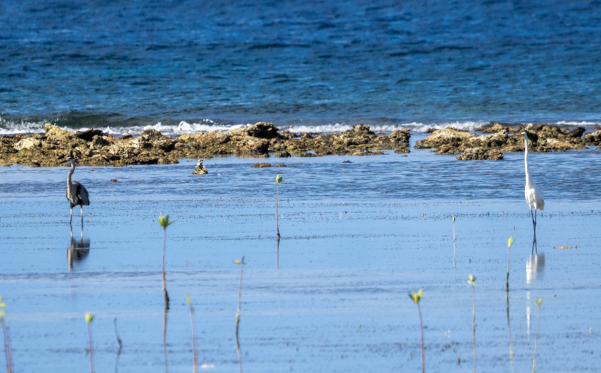 Great Blue Heron - ML642356722