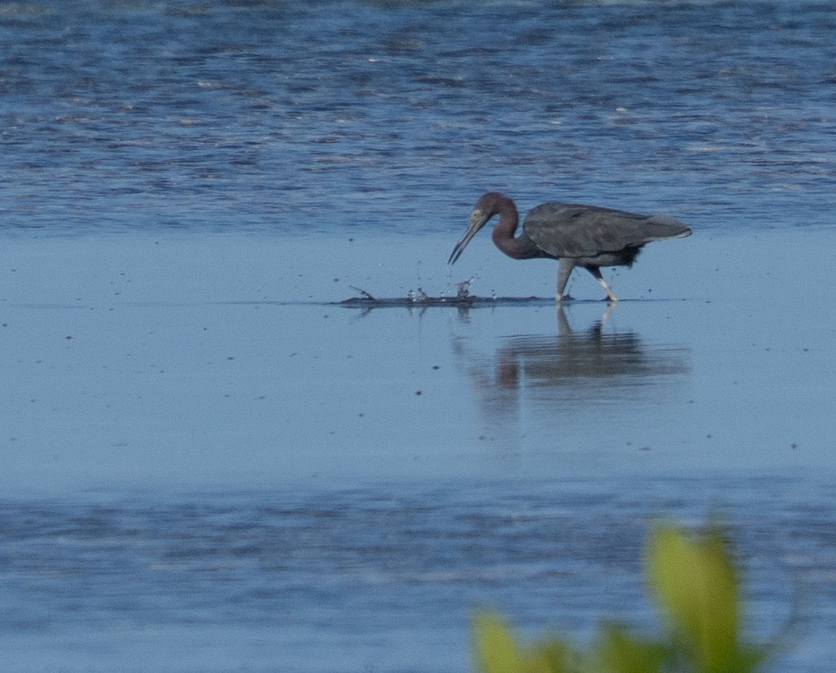 Little Blue Heron - ML642356737