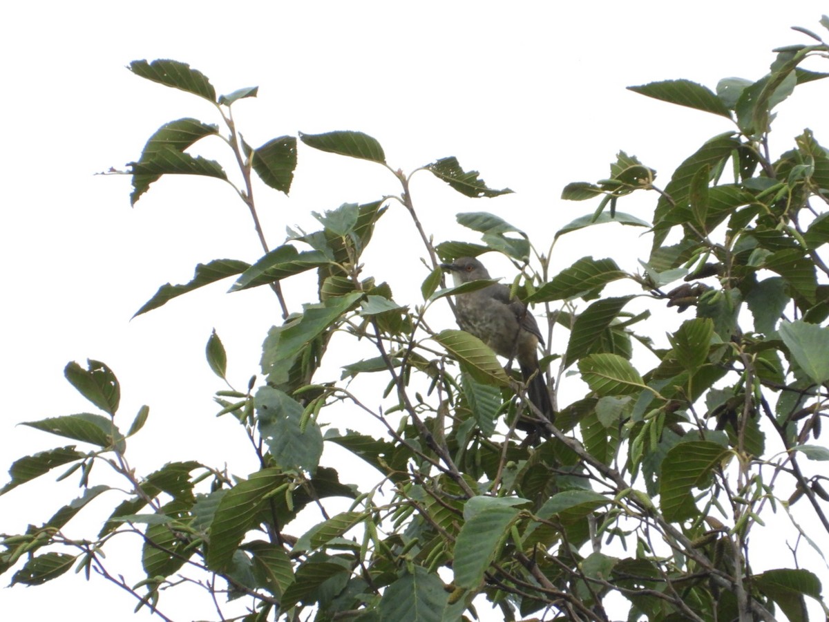 kaktusspottefugl - ML642356751
