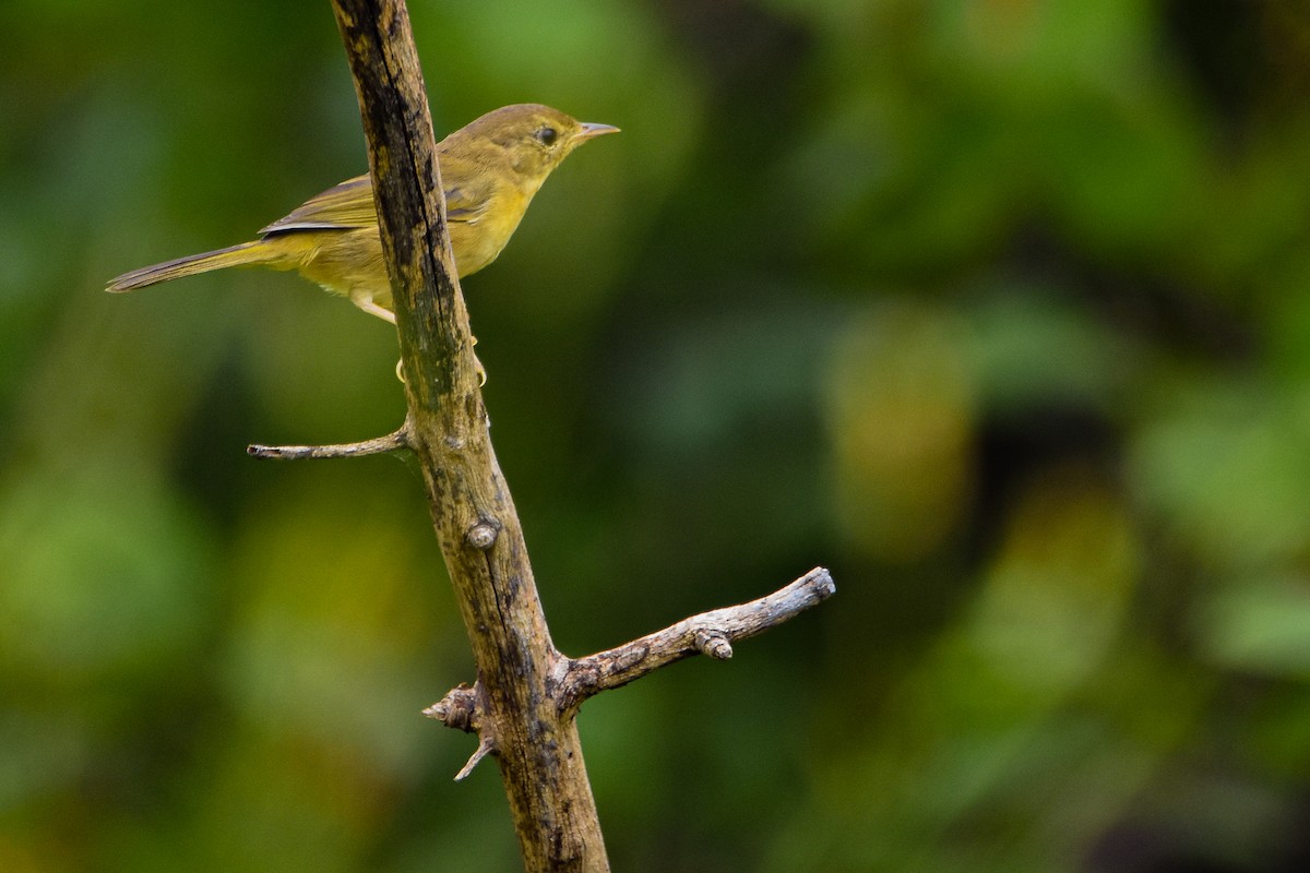 Common Yellowthroat - ML642356756