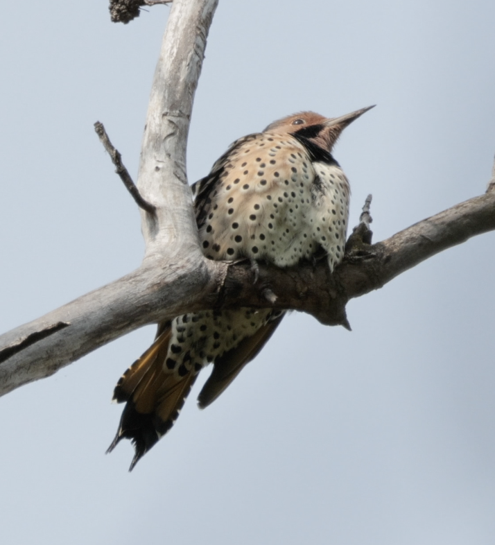 Northern Flicker (Yellow-shafted) - ML642356771
