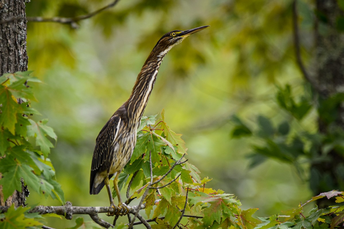 Green Heron - ML642356790