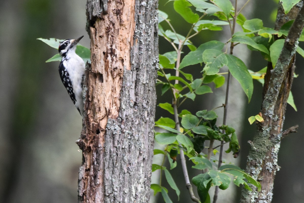 Hairy Woodpecker - ML642356821