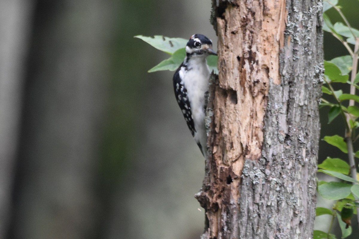 Hairy Woodpecker - ML642356822