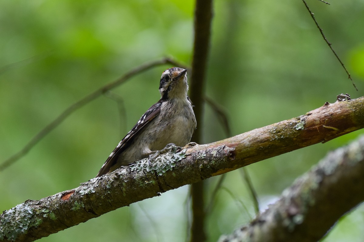 Hairy Woodpecker - ML642356823
