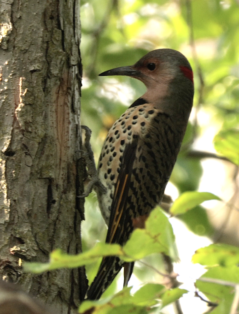 Northern Flicker (Yellow-shafted) - ML642356835