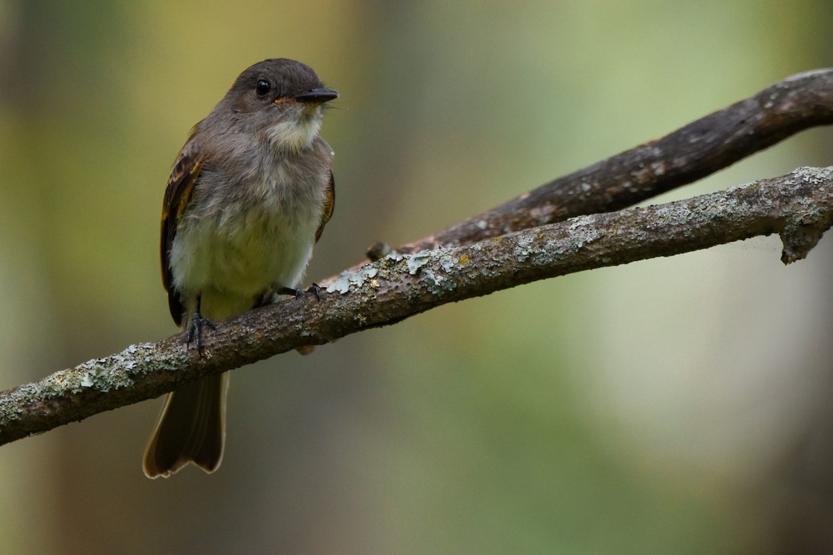 Eastern Phoebe - ML642356837