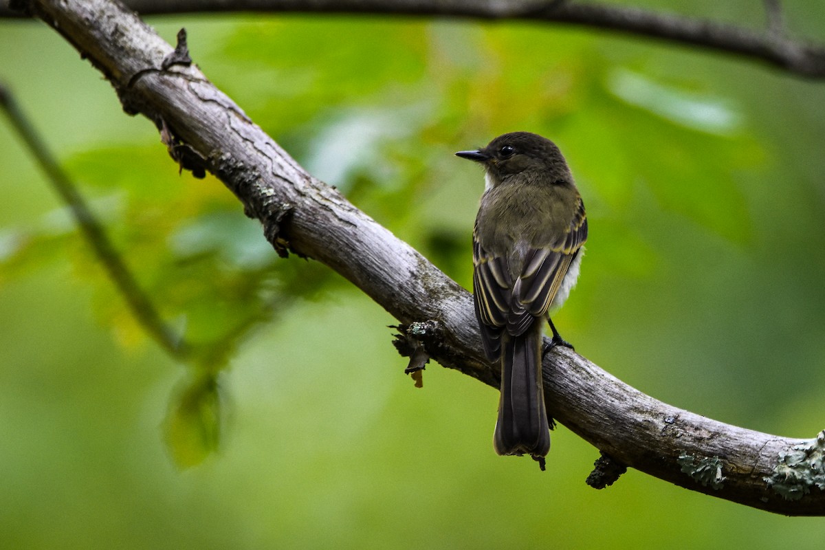 Eastern Phoebe - ML642356838