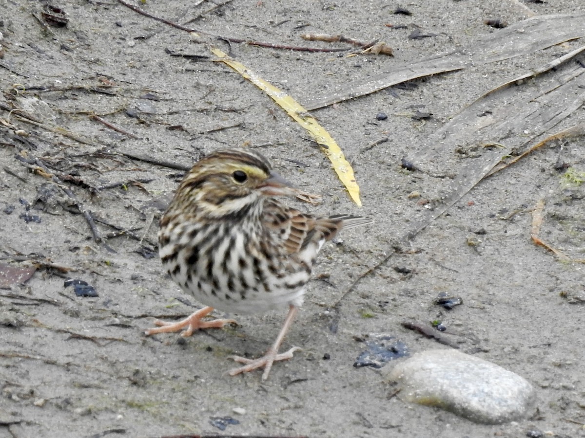 Savannah Sparrow - ML642356845