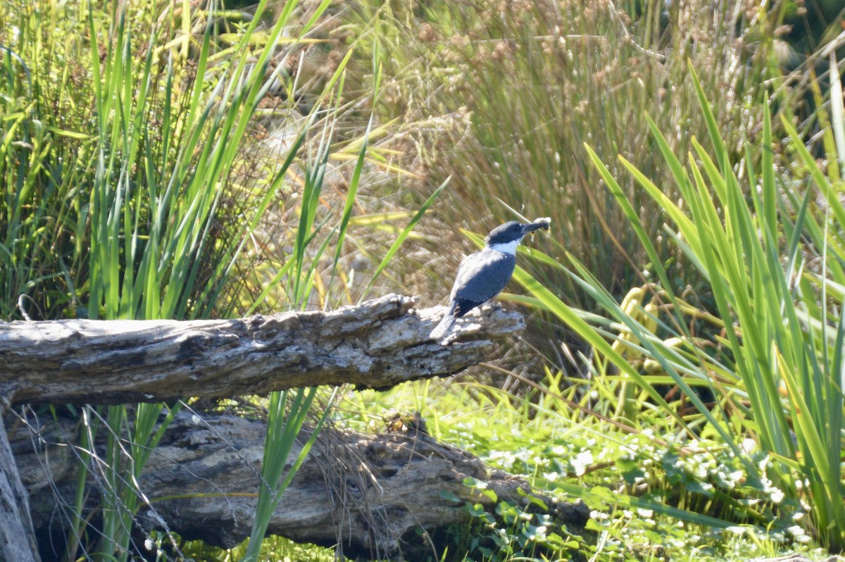 Belted Kingfisher - ML642356849