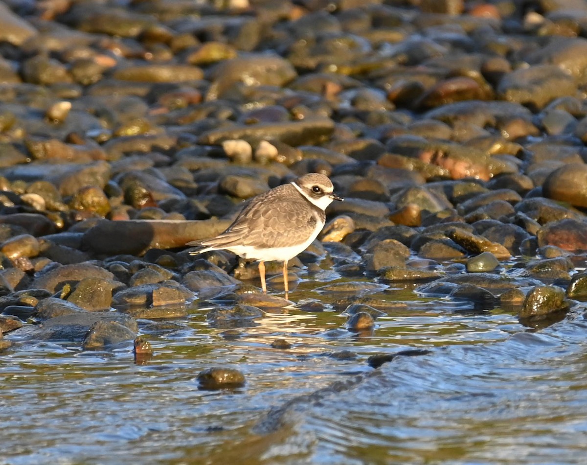Semipalmated Plover - ML642356860